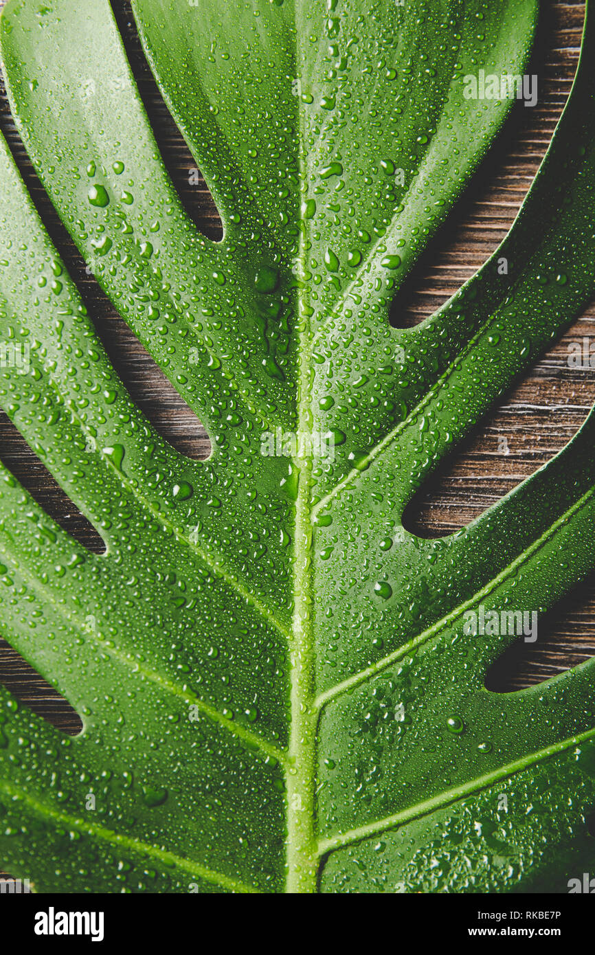 Wassertropfen auf monstera Blatt closeup, Tau Tropfen auf philodendron  Anlage Stockfotografie - Alamy