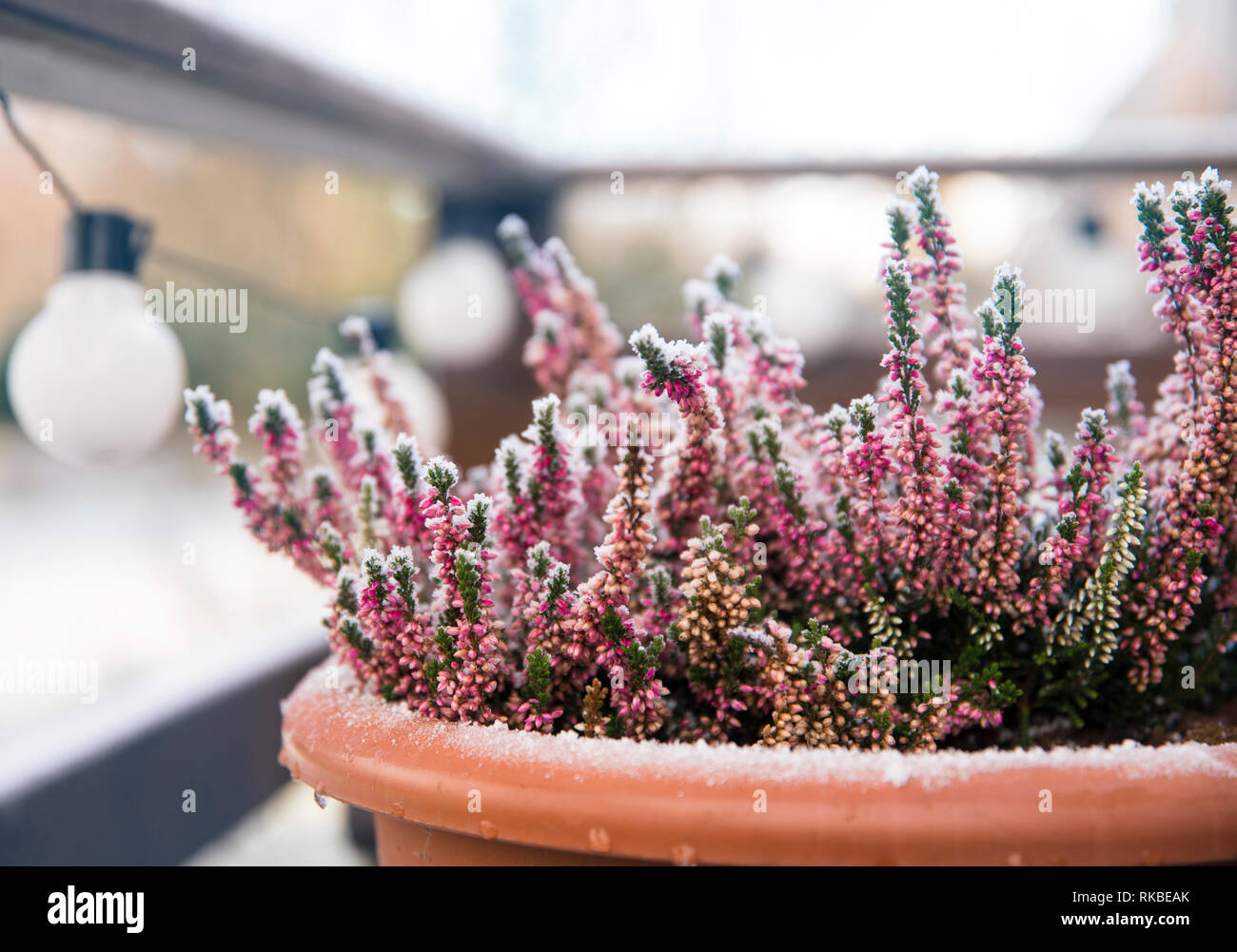 Rosa Heidekraut Blume wächst in Terracotta Farbe Garten Topf, draußen auf der Terrasse im Winter, bedeckt mit White Frost. Stockfoto