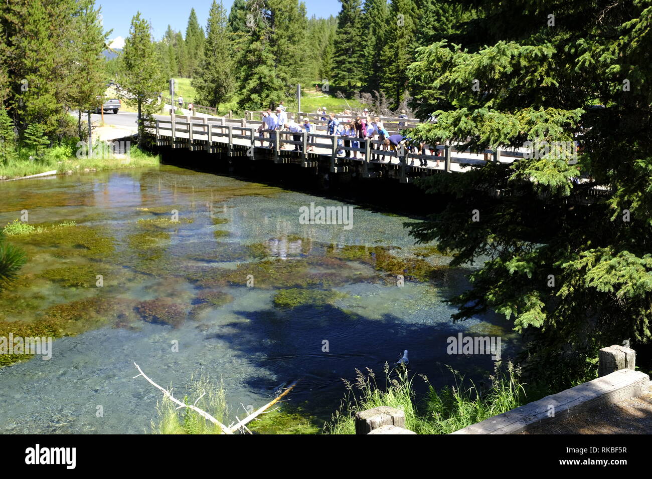 Großen Federn auf die Gabel des Henrys, Snake River, Idaho Stockfoto