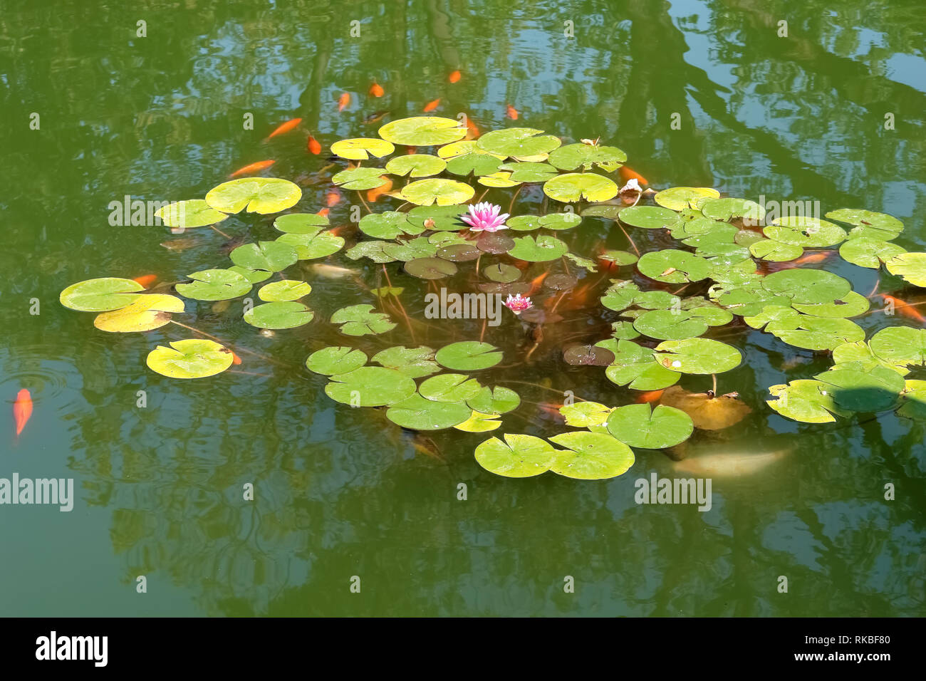 Lotus Blumen und roten Fisch in einem grünen Teich im Stadtpark der Stadt Bistrita, Rumänien. Stockfoto