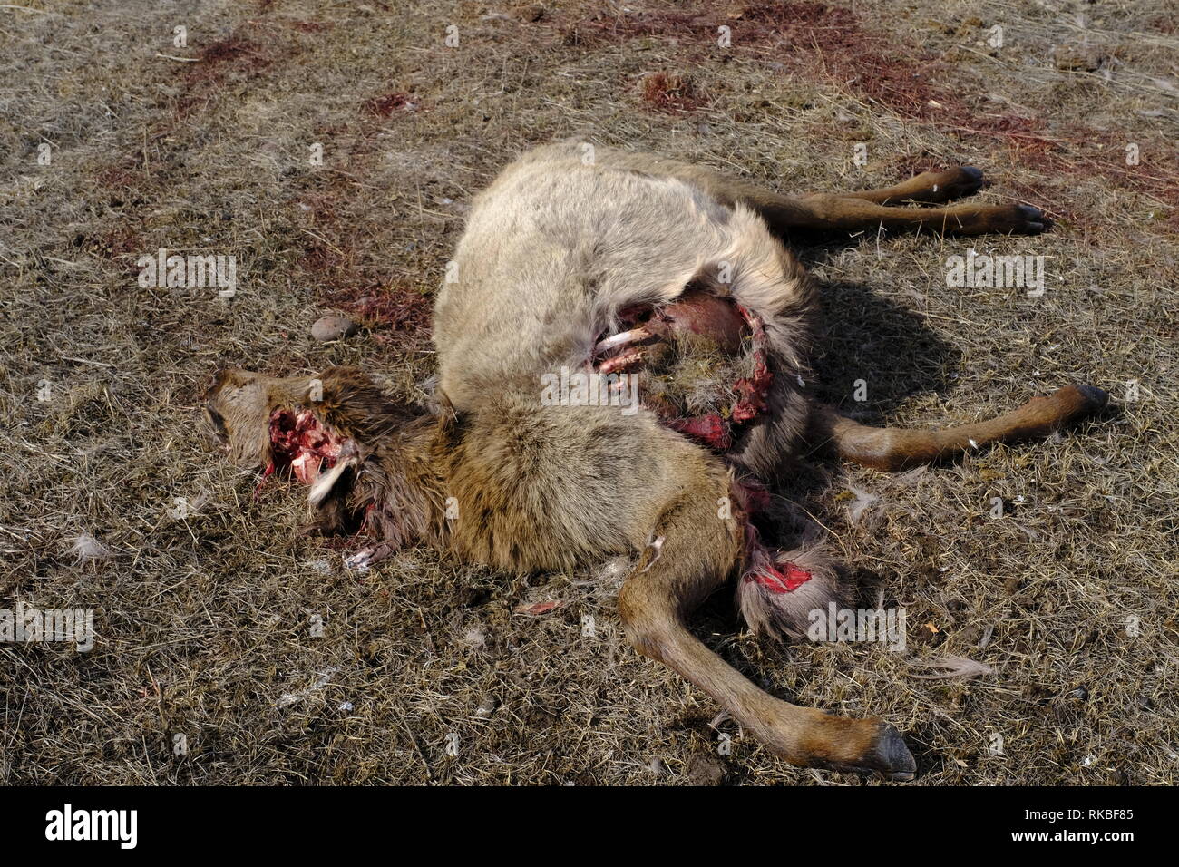 Elch Kalb geschlachtet, von Wolf Stockfoto