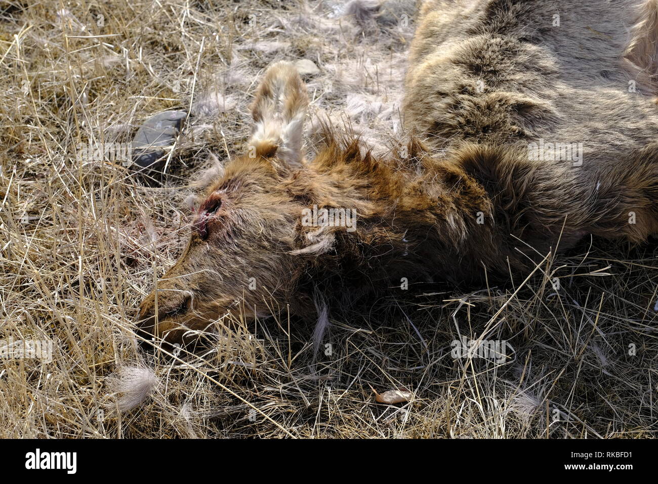 Elch Kalb geschlachtet, von Wolf Stockfoto