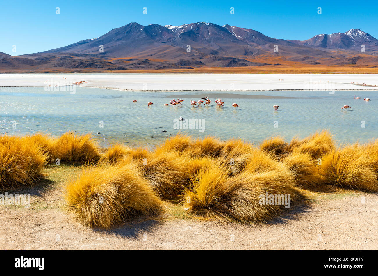 Die majestätischen Canapa Lagoon in der Region des Uyuni Salzsee mit Anden und James Flamingo in den ruhigen Gewässern sowie Anden Gras, Bolivien. Stockfoto