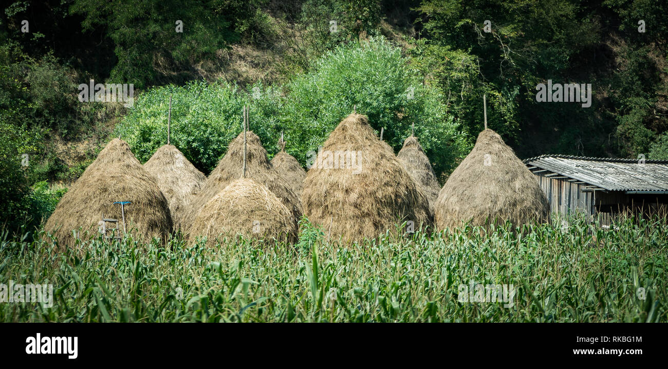 Gruppe von Heu stapeln auf traditionelle rumänische Farm. Stockfoto