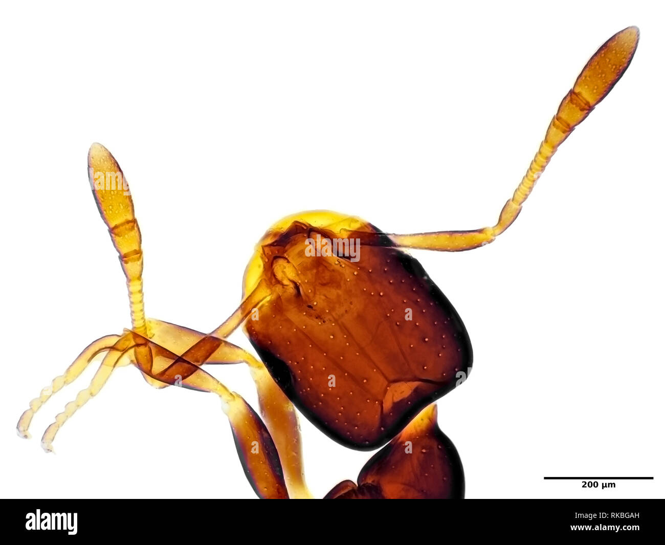 Winzige Ameise unter dem Mikroskop, Sichtfeld ist ca. 1,2 mm Breite Stockfoto