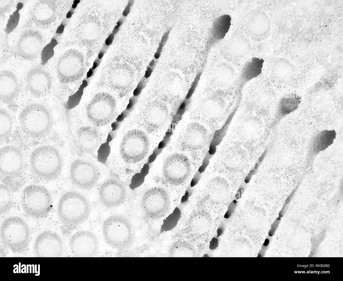 Extreme Makrofotografie (Aufnahme) von Sand Dollar (Clypeasteroida) Shell, Sichtfeld ca. 3 mm Breite Stockfoto