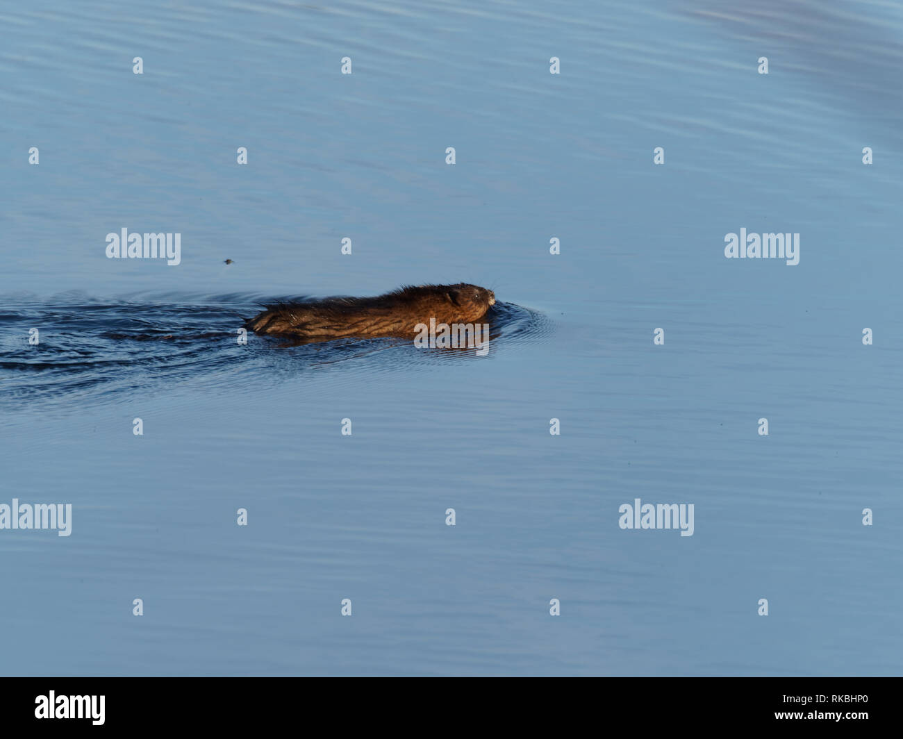 Quebec, Kanada. Eine junge Biber schwimmen in einem Teich Stockfoto