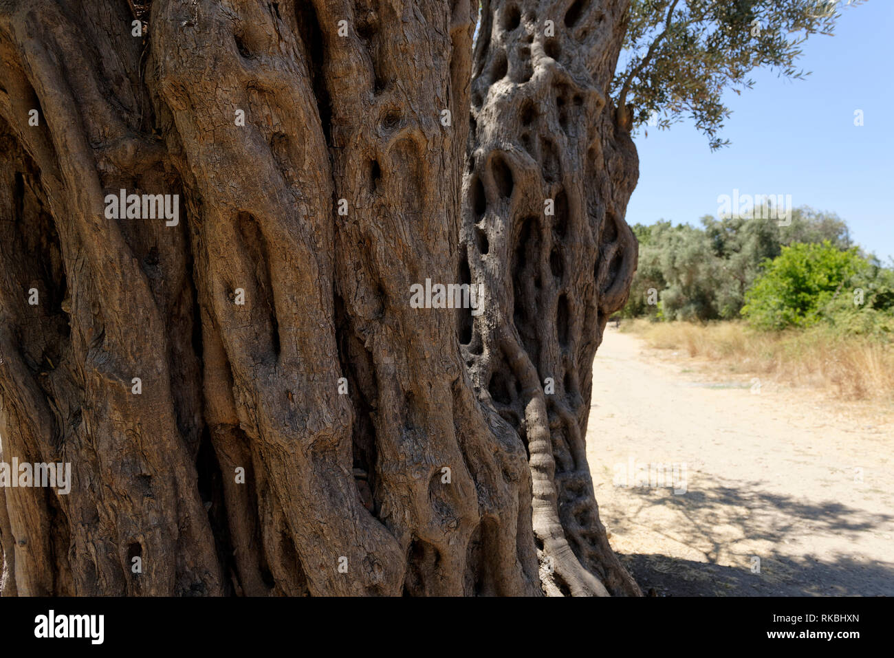 Die breite und twisted Stamm einer alten und ruhmreichen Olivenbaum in der  antiken griechischen Stadt Teos, Sigacik, Trkei. Olivenbume sind  renommierte Stockfotografie - Alamy