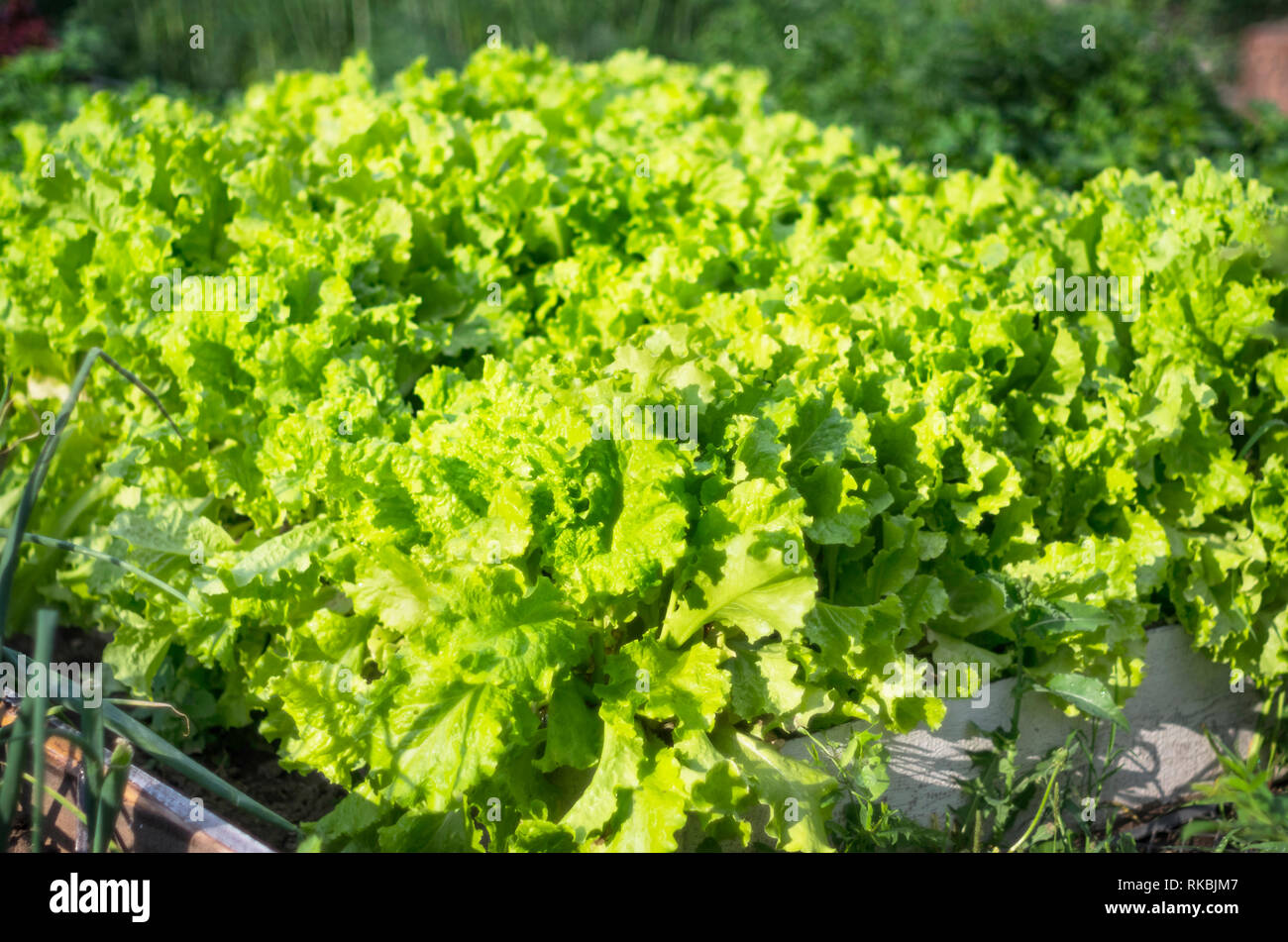 Organische im Garten arbeitende Konzept. Grüner Salat im Gemüsegarten wächst an einem Morgen Sommer. Gesunde Ernährung Konzept Stockfoto