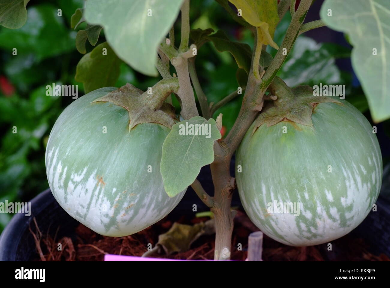 Nicht mit Thai Auberginen, bei denen es sich um essbare Sorten der Aubergine Arten Urtica verwechselt werden. Stockfoto