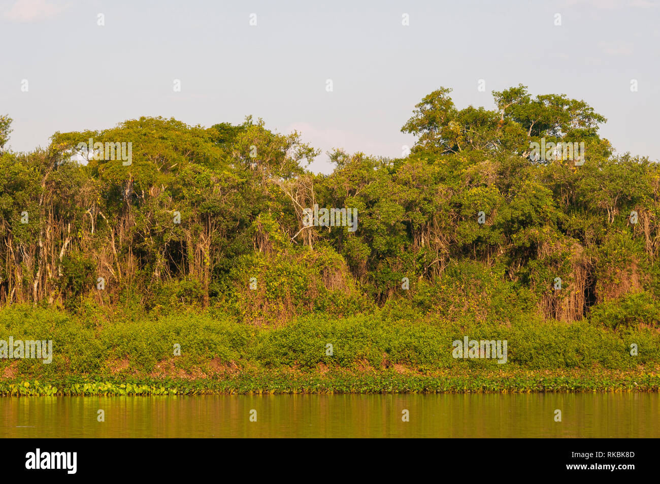 Wild suchen und typische Auwald in Cuiabá Fluss im Pantanal, Lebensraum des Jaguars, Mato Grosso, Brasilien Stockfoto