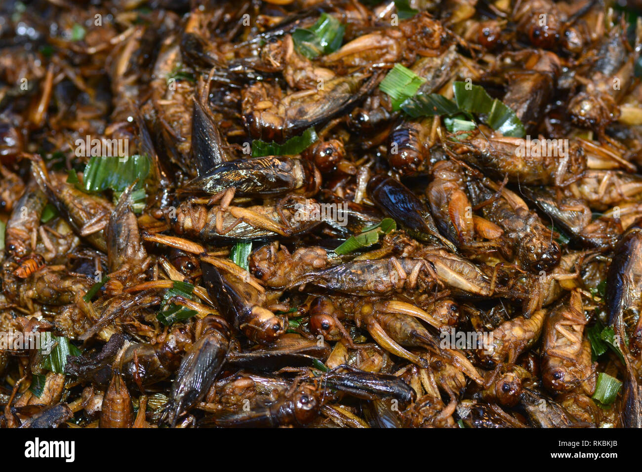 Gebratene Insekten in Bangkok ** Hinweis Wählen Sie Fokus mit geringer Tiefenschärfe Stockfoto