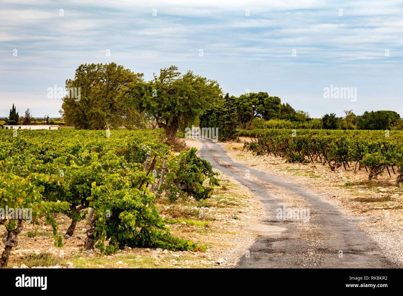 Weinberge im Süden von Frankreich, in der Nähe von Leucate Stockfoto