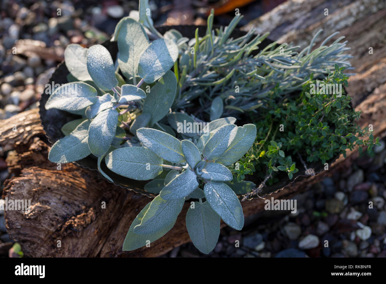 Salbei Lavendel Und Thymian Gartensalbei Garten Salbei Kuchensalbei Krauterernte Raucherkrauter Kuchenkrauter Salvia Spec Salbei Garten Salbei Stockfotografie Alamy