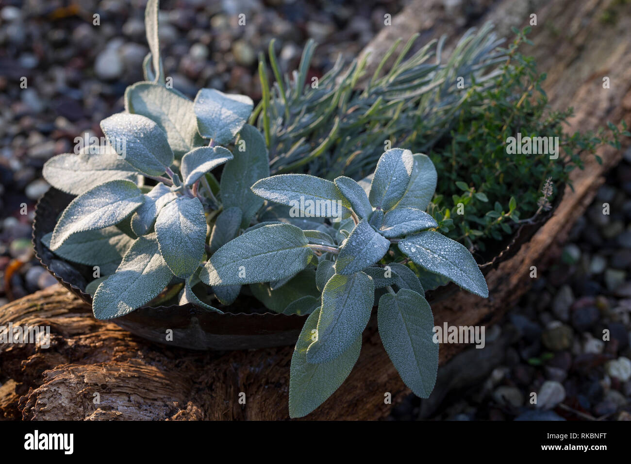 Salvia Angustifolia Stockfotos Und Bilder Kaufen Alamy