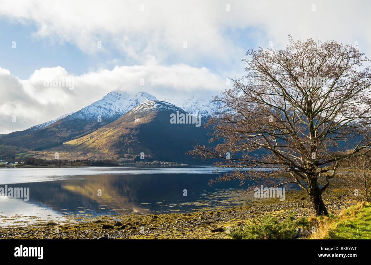 Baum am Ufer des Loch Leven Schottland an einem Wintertag im Februar Stockfoto