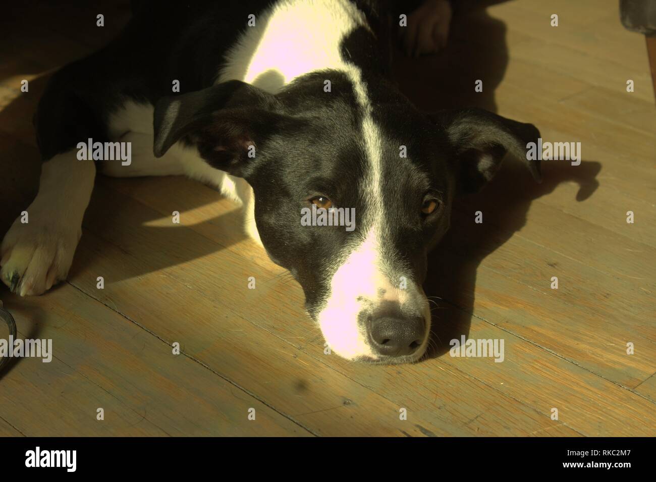 Ein Terrier mix Hund am Boden in der Sonne Stockfoto