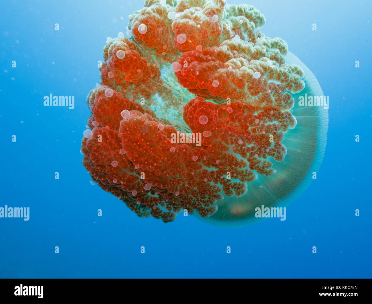 Riesige Quallen, die über dem Great Barrier Reef in Australien schwimmen Stockfoto