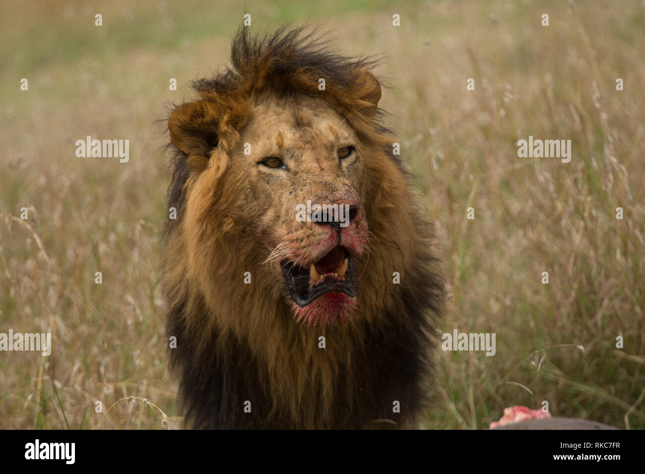 Schwarze Mähne Löwe Stockfoto