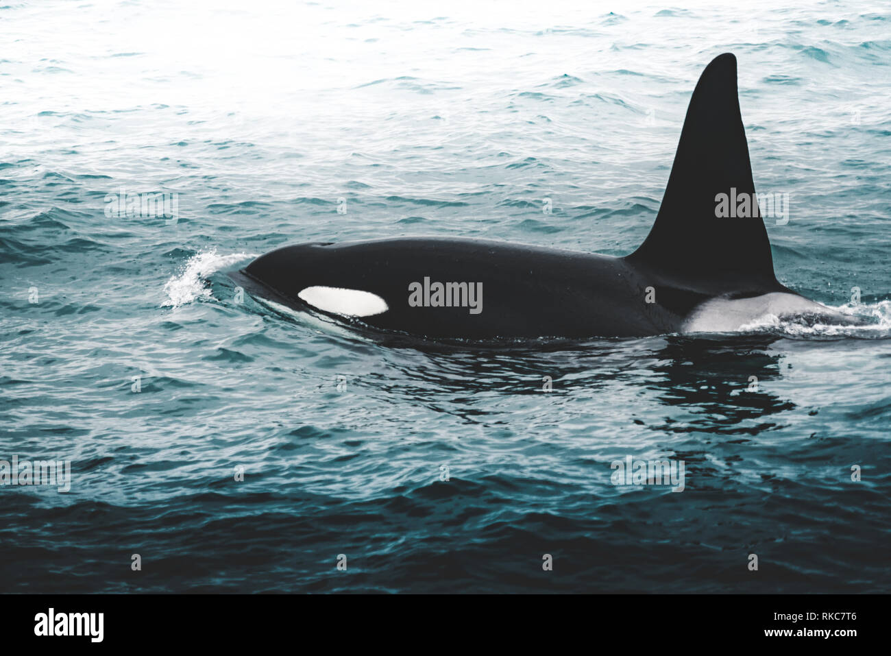 Orca Killer Whale Island Berg In Der Nahe Der Kuste Im Winter Orcinus Orca Im Wasser Lebensraum Wildlife Szene Aus Der Natur Wale In Der Schonen Stockfotografie Alamy