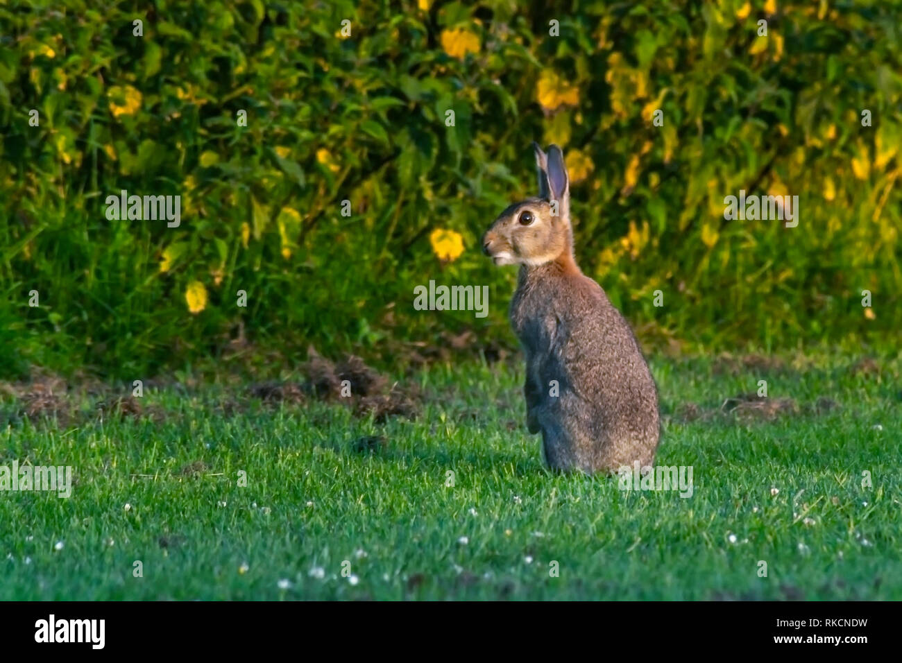 Wilder Hase saß aufrecht und Alert in einem Feld Stockfoto