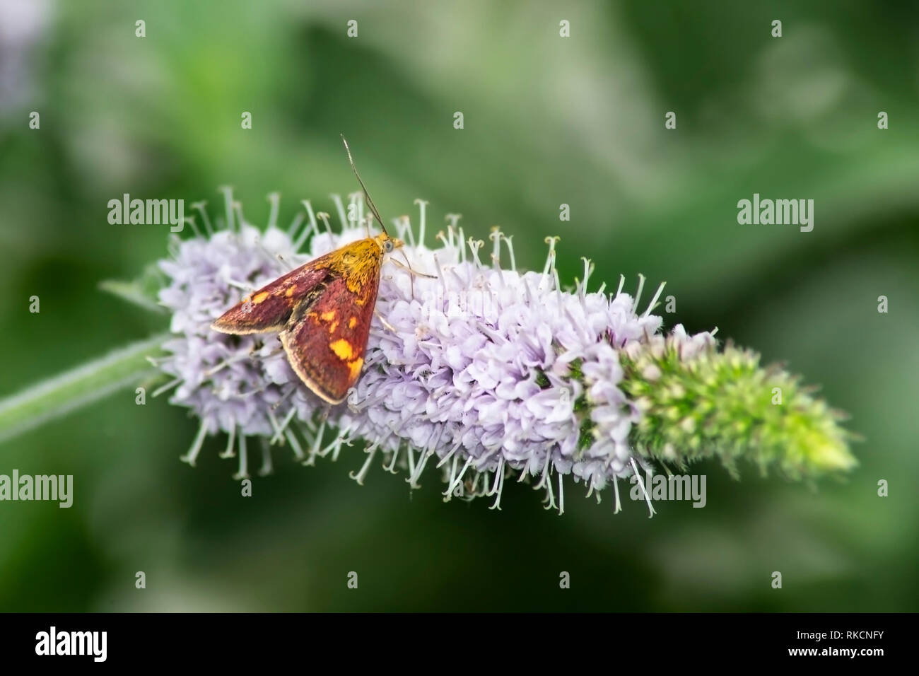 Mint Motte in der Ruhe eines Sommerflieder Blume Stockfoto