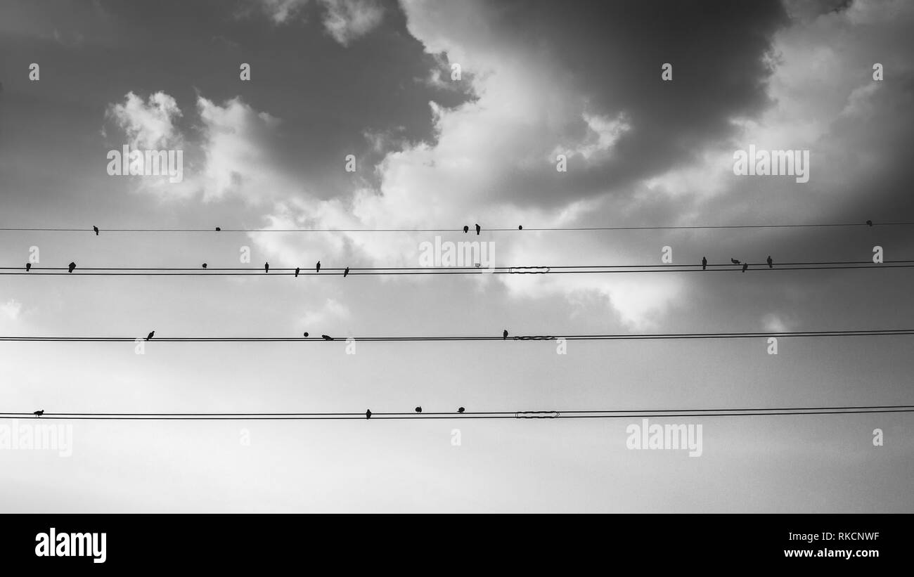 Schwarz Weiß Schwarzweiß Vögel sitzen auf Stromleitungen Wolken im Himmel friedlich Stockfoto