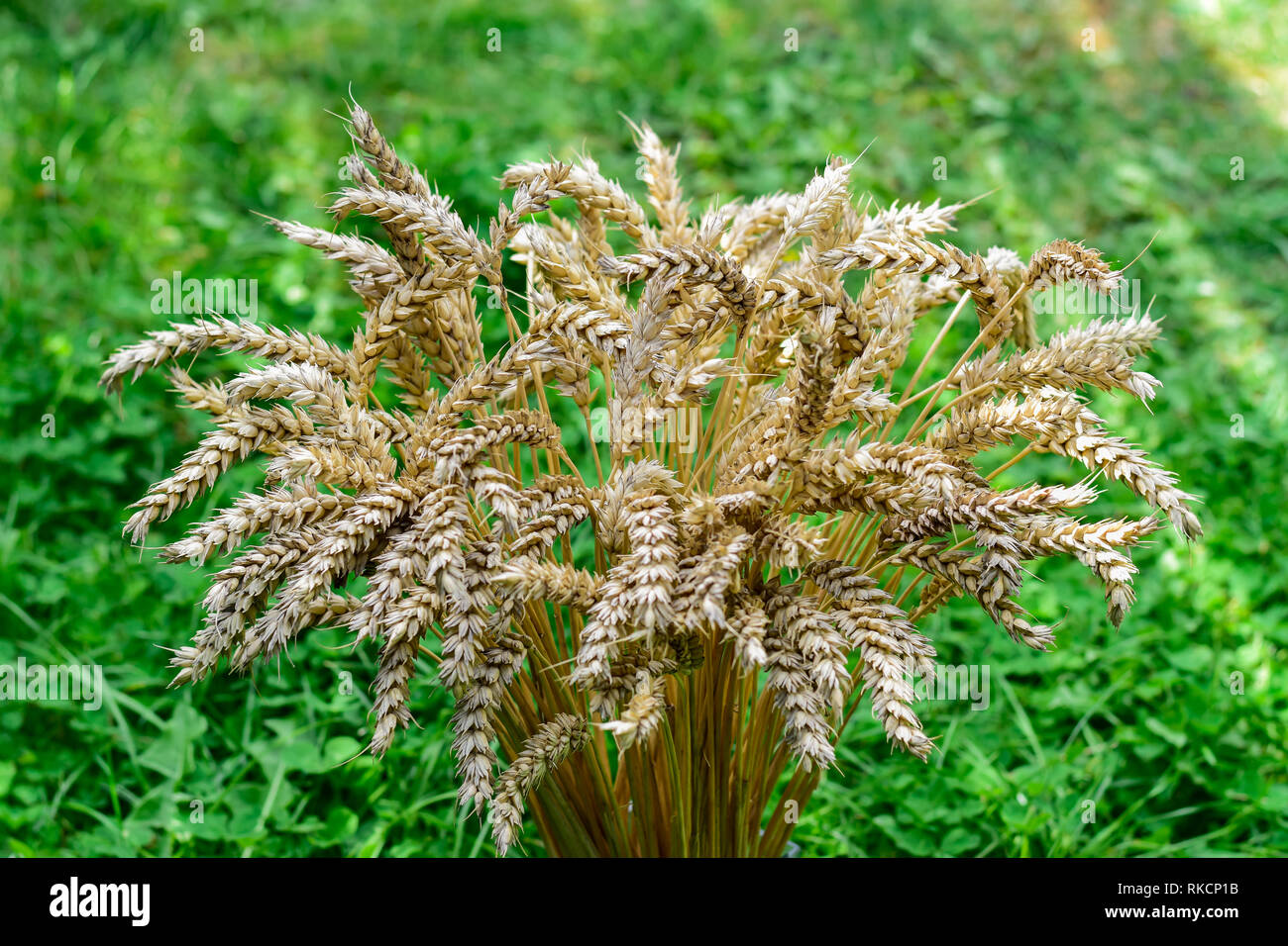 Gesammelt schöne Ohren von reifem Weizen in einer Vase auf einem Hintergrund von grünem Gras. Stockfoto
