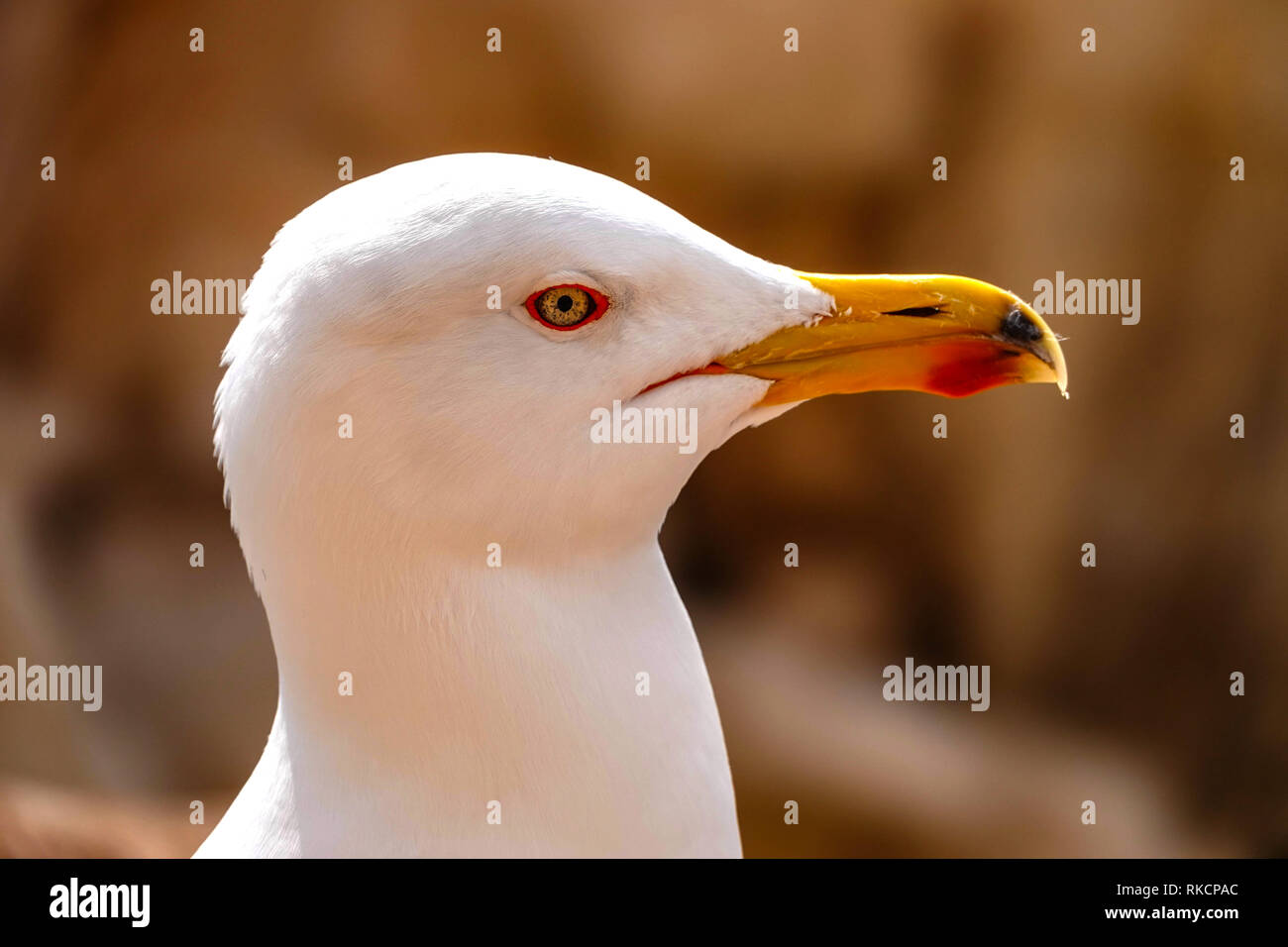 Yellow-legged Gull - Larus michahellis - Sommer Erwachsene, Calpe, Spanien Stockfoto