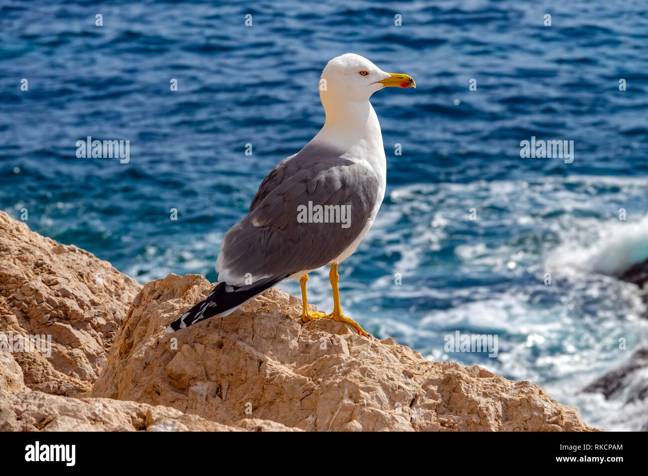 Yellow-legged Gull - Larus michahellis - Sommer Erwachsene, Calpe, Spanien Stockfoto