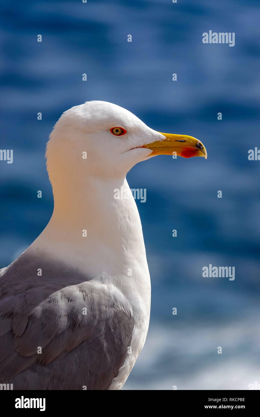 Yellow-legged Gull - Larus michahellis - Sommer Erwachsene, Calpe, Spanien Stockfoto