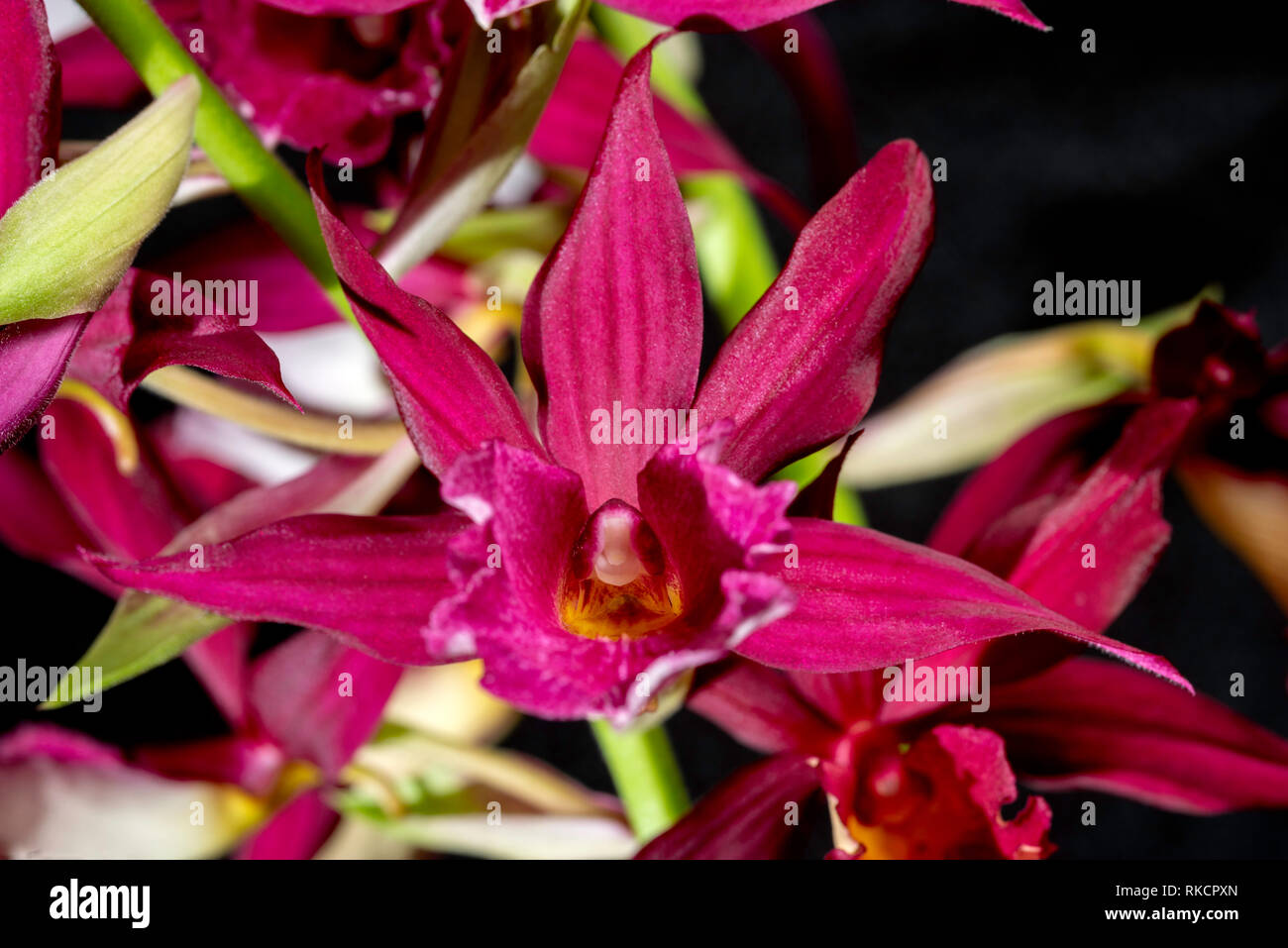 Parkside Phaiocalanthe kryptonite'' (AM/AOS), einem beliebten terrestial Orchid Stockfoto