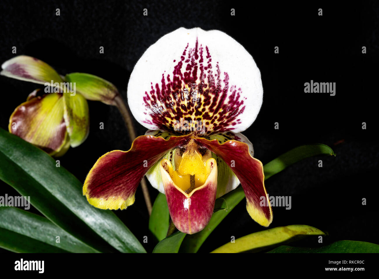 Paphiopedilum Winston Churchill "Indomitable" ist ein Beispiel für die Venus Pantoffel oder Lady Slipper orchid Stockfoto