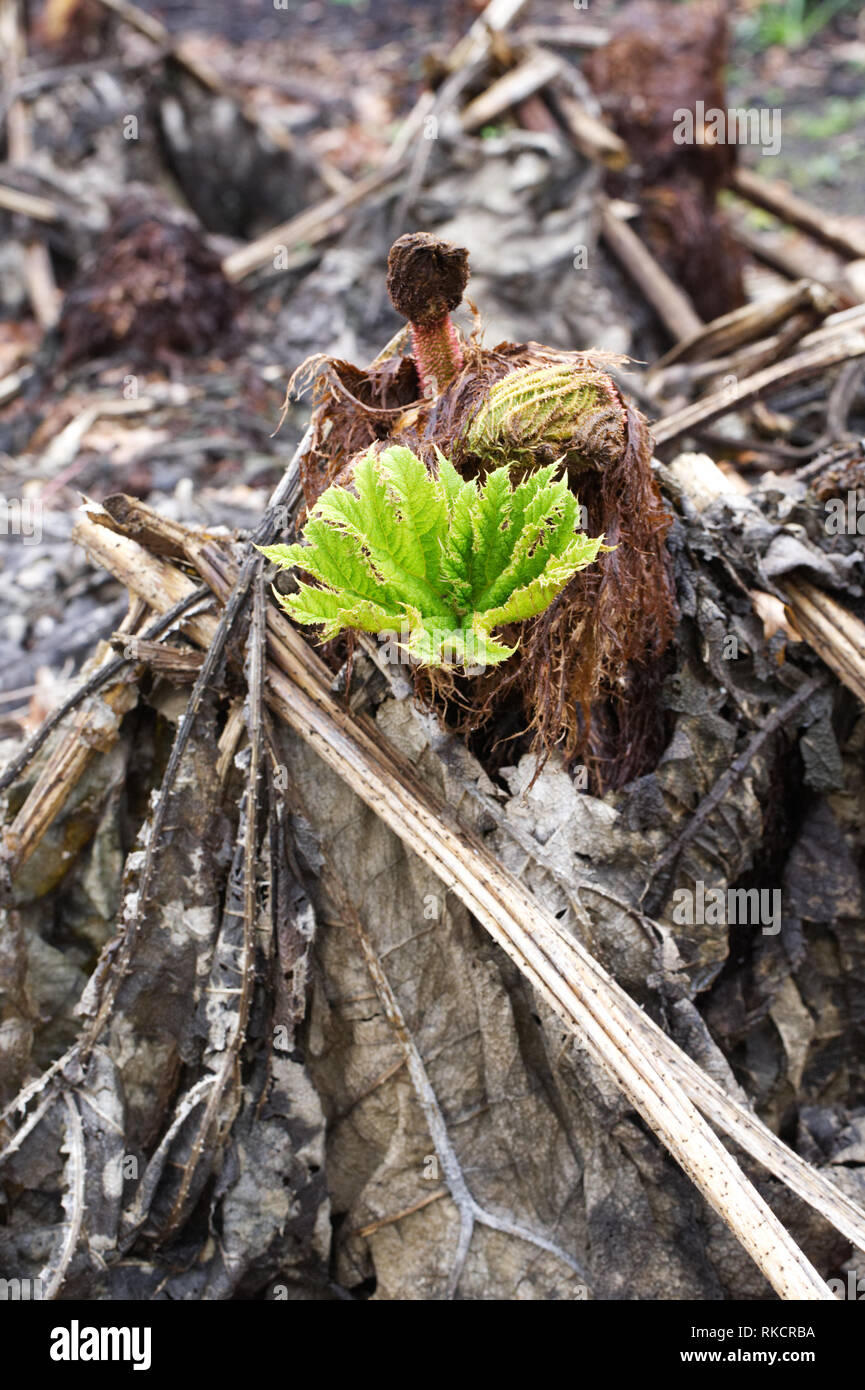 Gunnera manicata Blätter emrging von verfallenden Pflanzenmaterial. Stockfoto