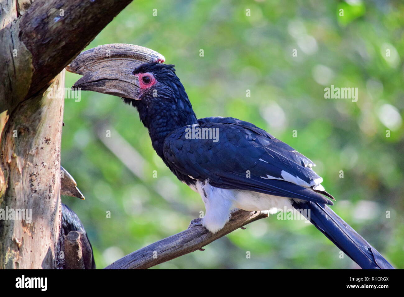 Trompeter Hornbill Ceratogymna bucinator Exotischen Vogel Foto Stockfoto