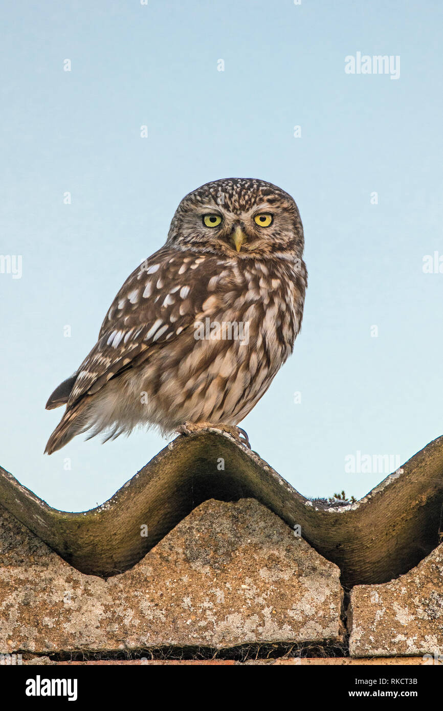 Nach Steinkauz (Athene noctua) in der Dämmerung, Cambridgeshire, England Stockfoto