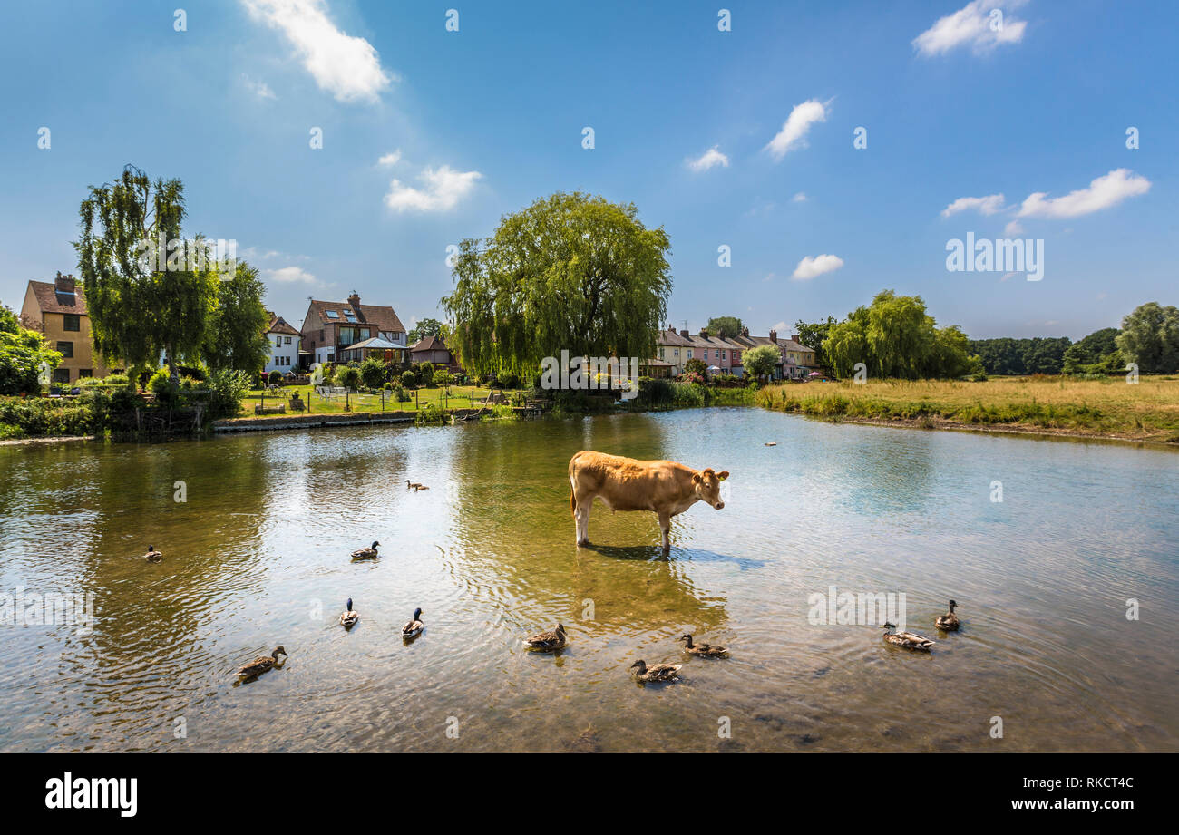 Kühe und Enten, cool bleiben im Sommer in den Fluss Stour, Sudbury, Suffolk, Großbritannien. Stockfoto
