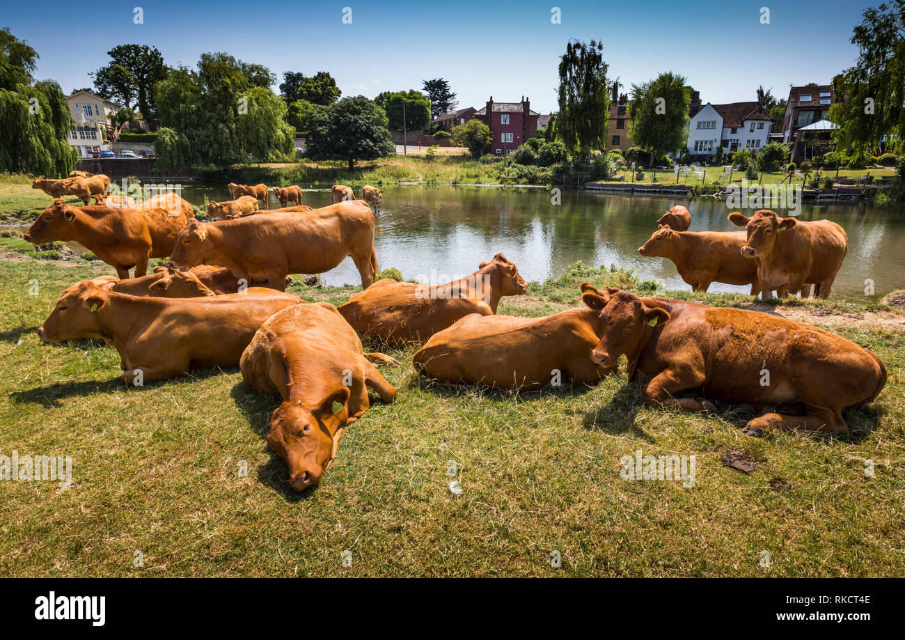 Heißes Wetter. Sudbury, Suffolk, Großbritannien. Juni 2018. UK Wetter - Rinder sich Kühlung am Fluss Stour, Suffolk. Stockfoto