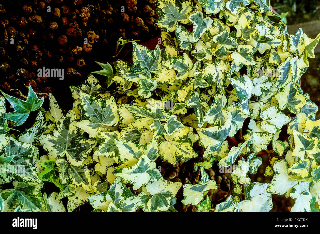 Hedera colchica Goldenen Barren Gemeinsame oder Efeu mit grünlich-graue  Blätter mit breiten gelben Margen niedrig wachsenden ideal für kleine Wand-  oder zimmerpflanze Stockfotografie - Alamy