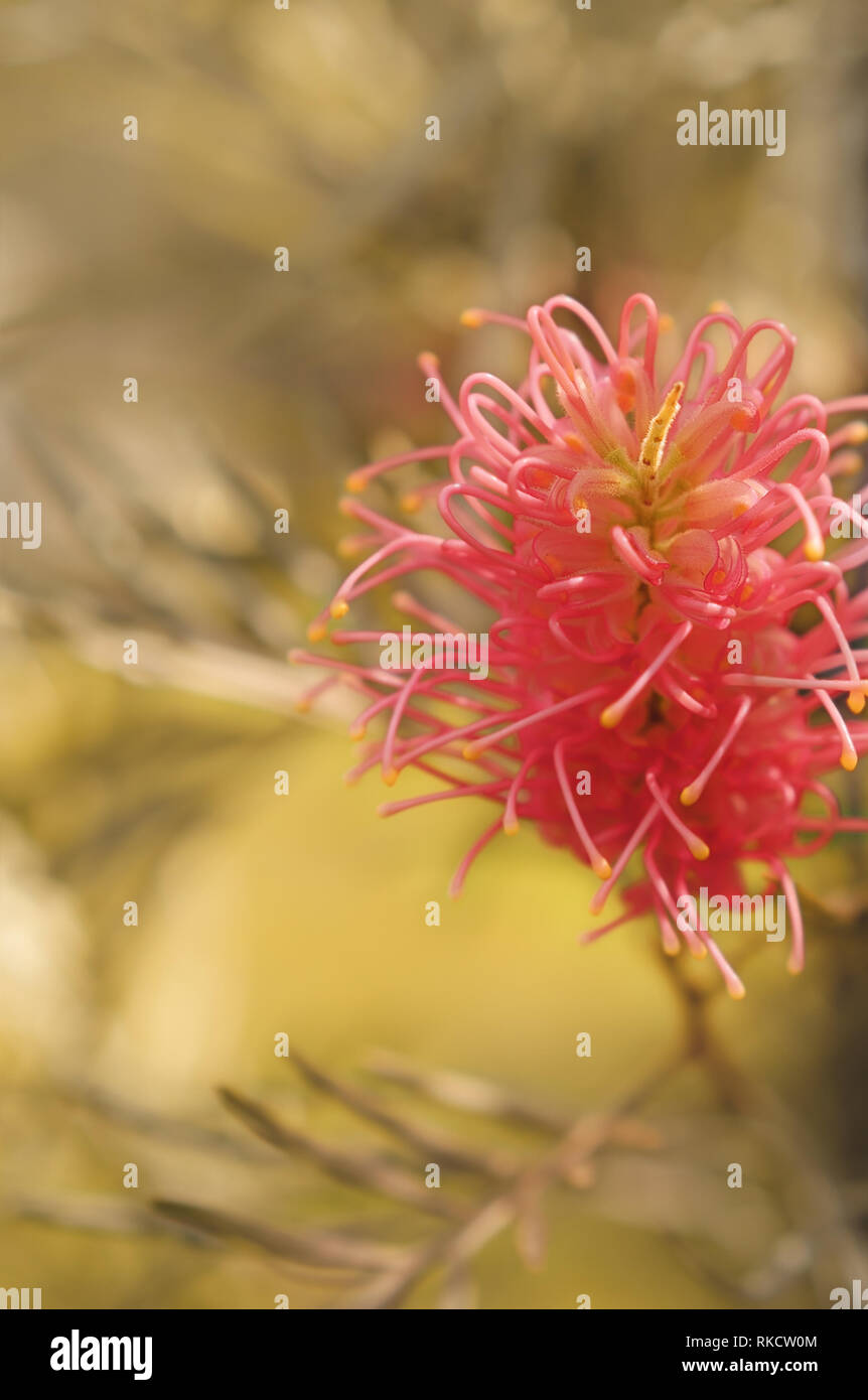 Australische Thema floralen Gruß oder kondolenzschreiben Karte Hintergrund Vorlage mit rosa Grevillea Blume und Raum ohne Text kopieren Stockfoto