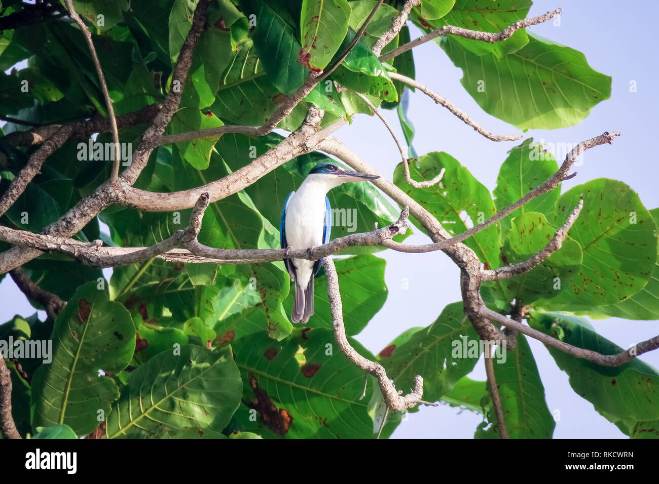 Blauen Eisvogel hoch in Talisay tree in Tablas, Romblon - Philippinen Stockfoto