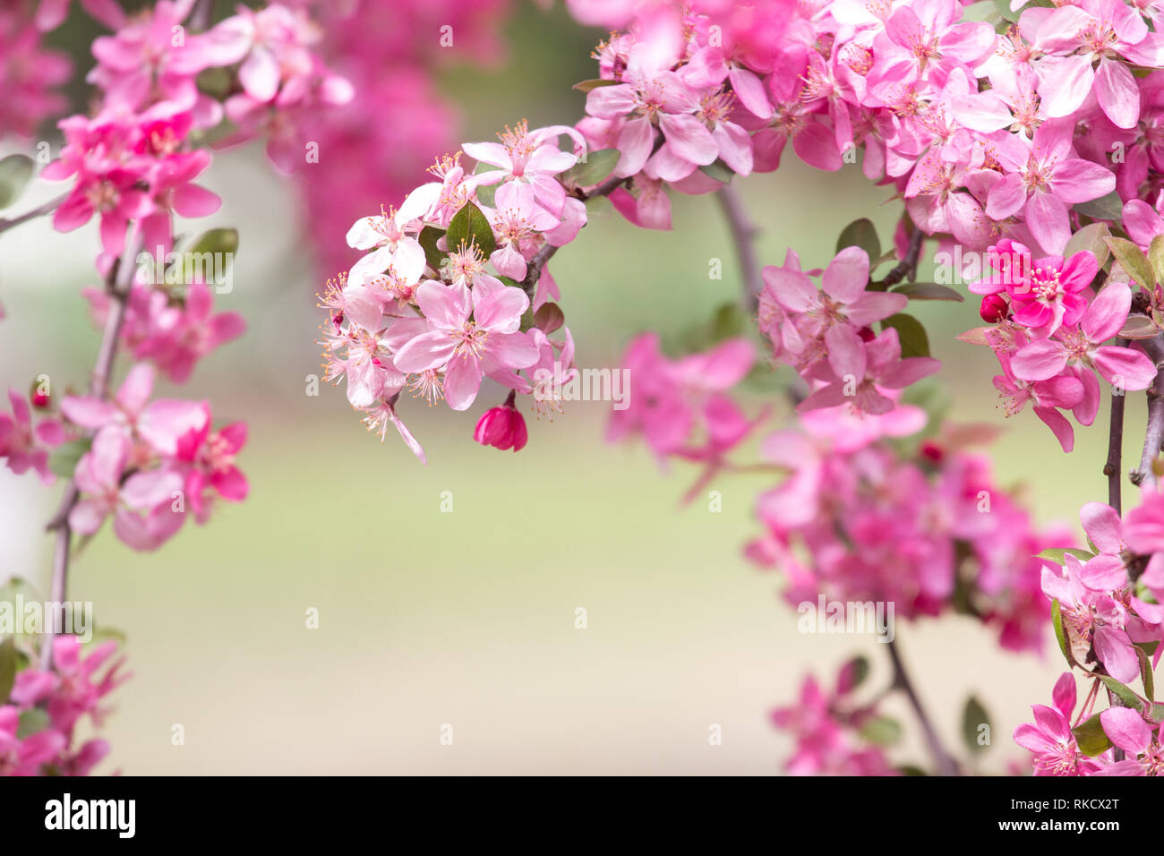 Kirschblüte Frühling Hintergrund Stockfoto