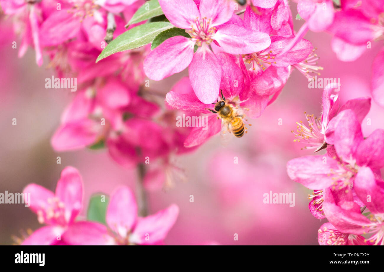 Kirschblüte Frühling Hintergrund Stockfoto