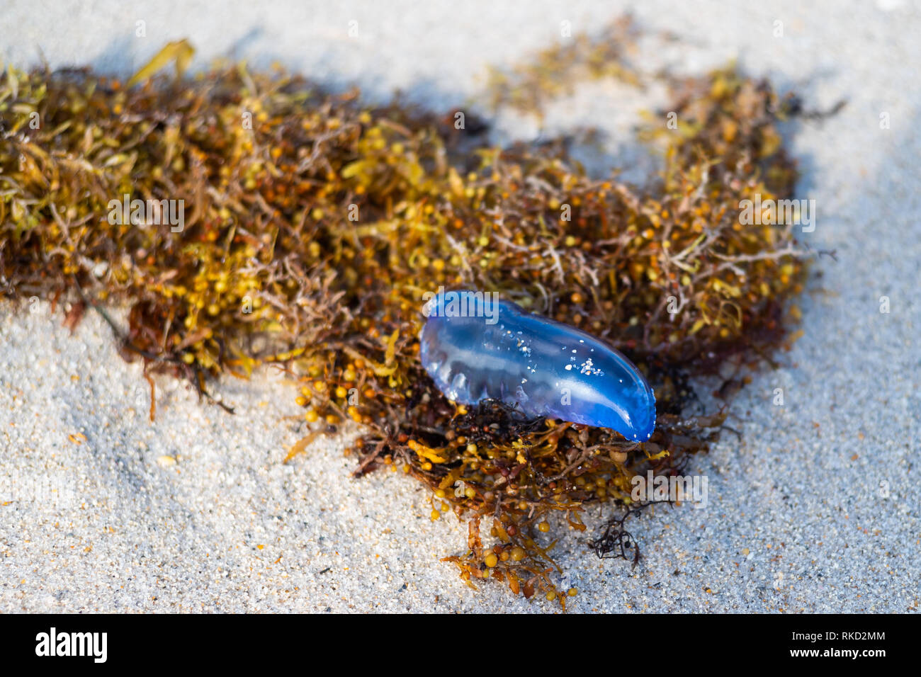 Portugiesische Mann des Krieges Quallen auf Miami Beach gestrandet, auch als Blue-Flasche in Australien. Stockfoto