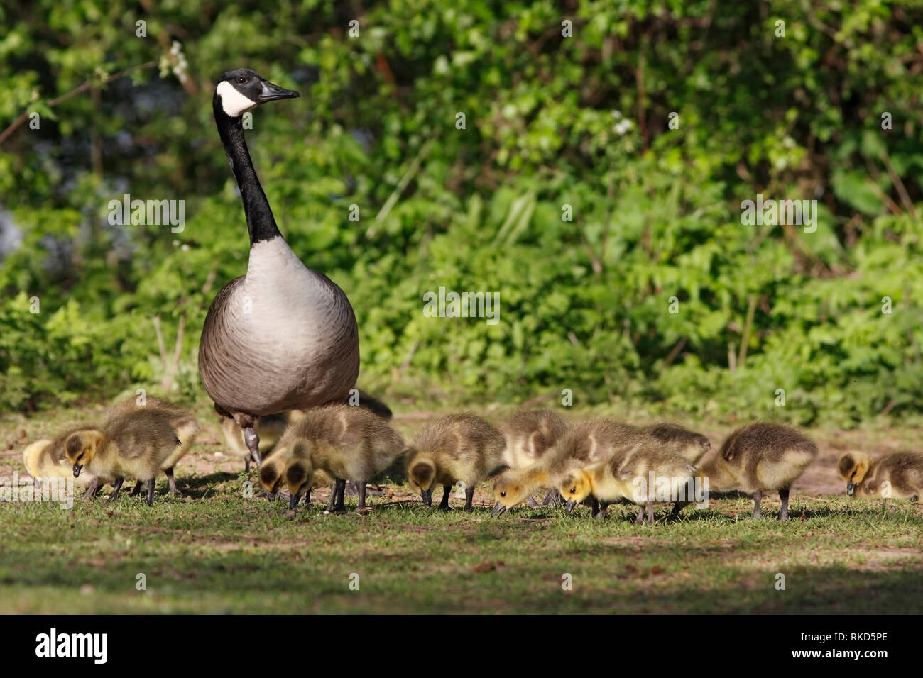 Canada GANS with goslings, Großbritannien. Stockfoto