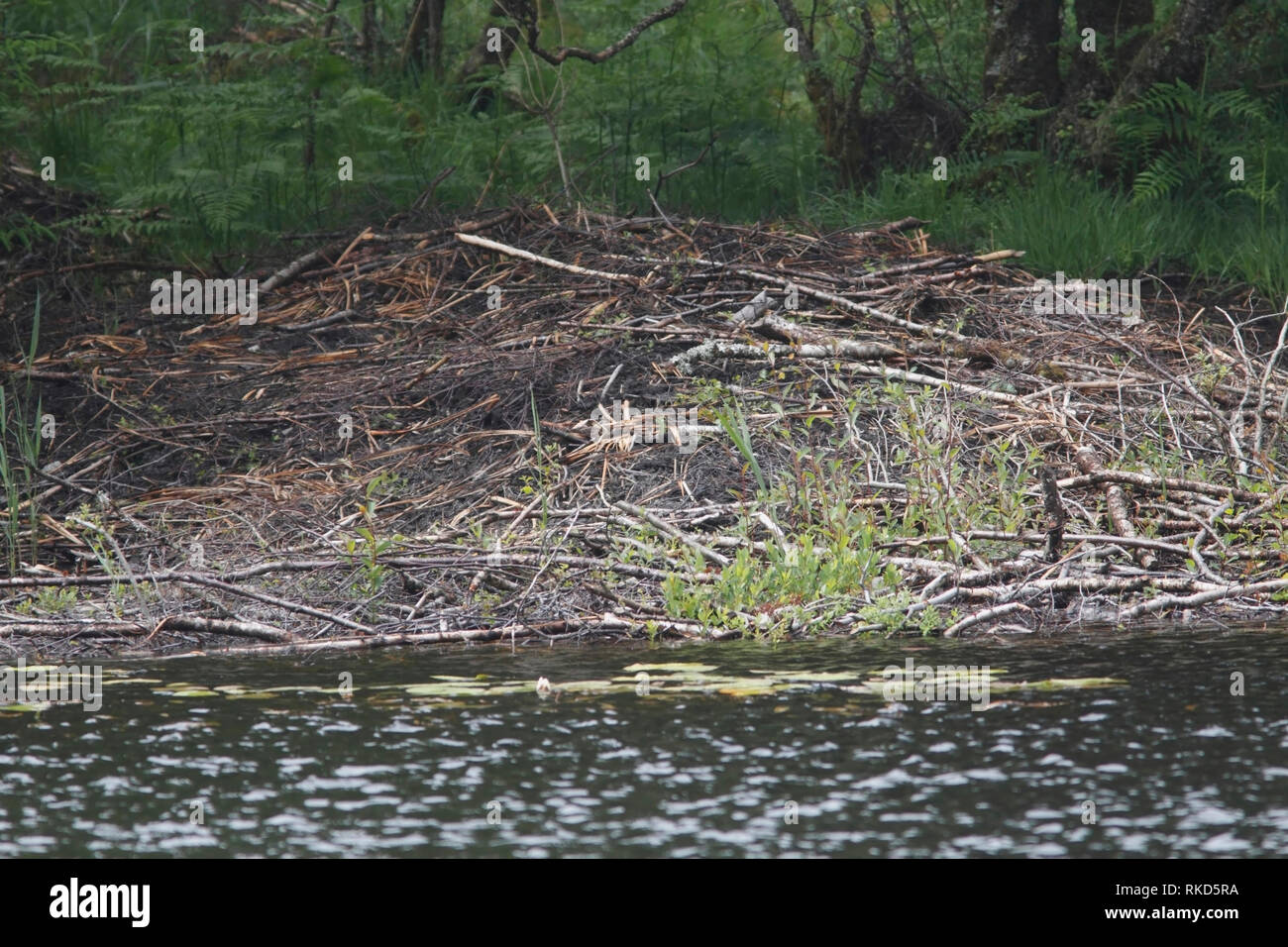 Europäischer Biber (Castor Fiber) Lodge, Knapdale Wald, Schottland. Stockfoto