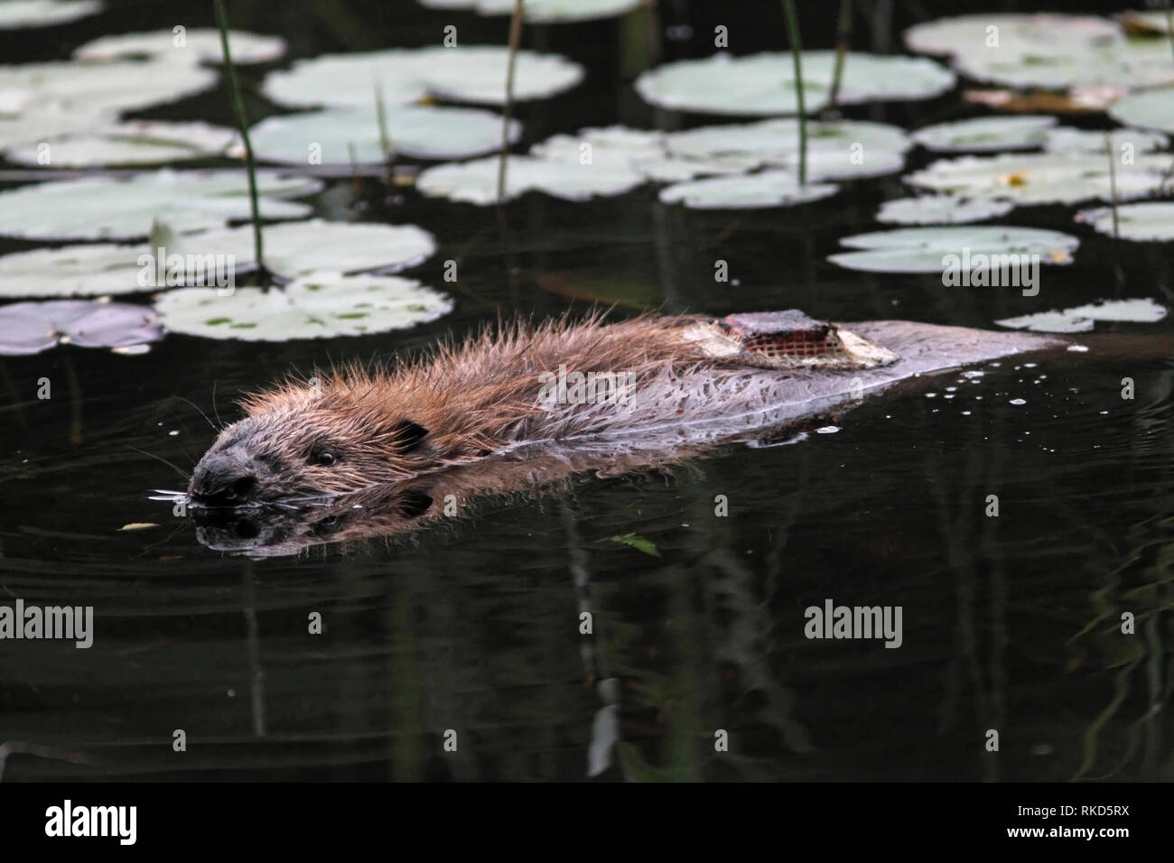 Europäischer Biber (Castor Fiber) mit einem peilsender ausgestattet, Knapdale Wald, Argyll, VEREINIGTES KÖNIGREICH. Stockfoto