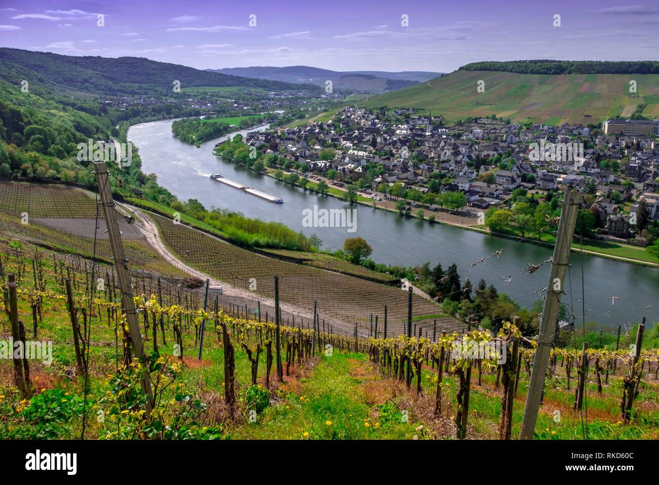Deutschland, Mosel Bernkastel Kues. Die Mosel ist ein Fluss fließt durch Frankreich, Luxemburg und Deutschland. Es ist ein linker Nebenfluss des Rheins, die Stockfoto