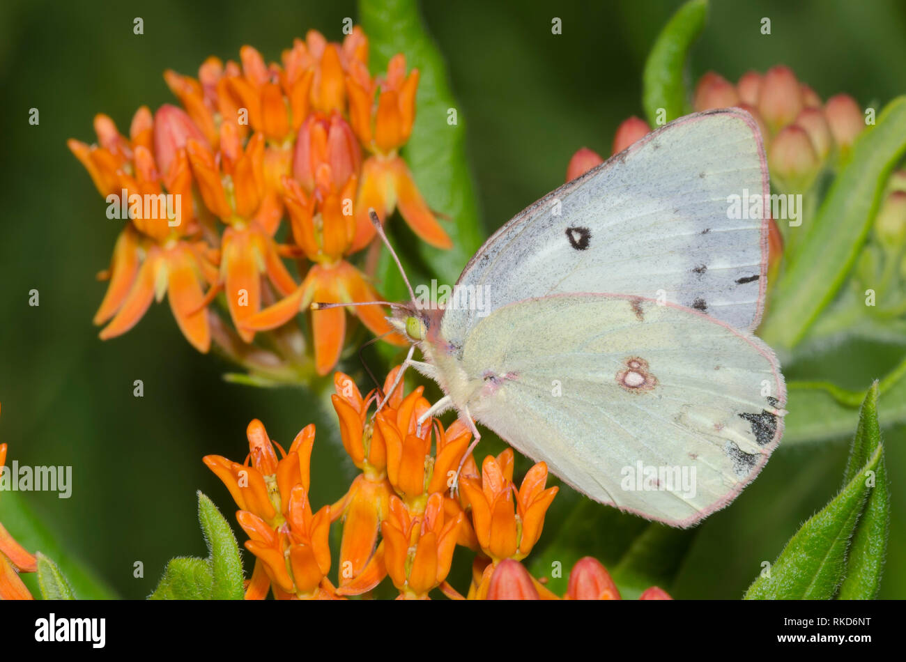 Orange Schwefel, Colias eurytheme, weiblichen auf orange Seidenpflanze, Asclepias tuberosa Stockfoto