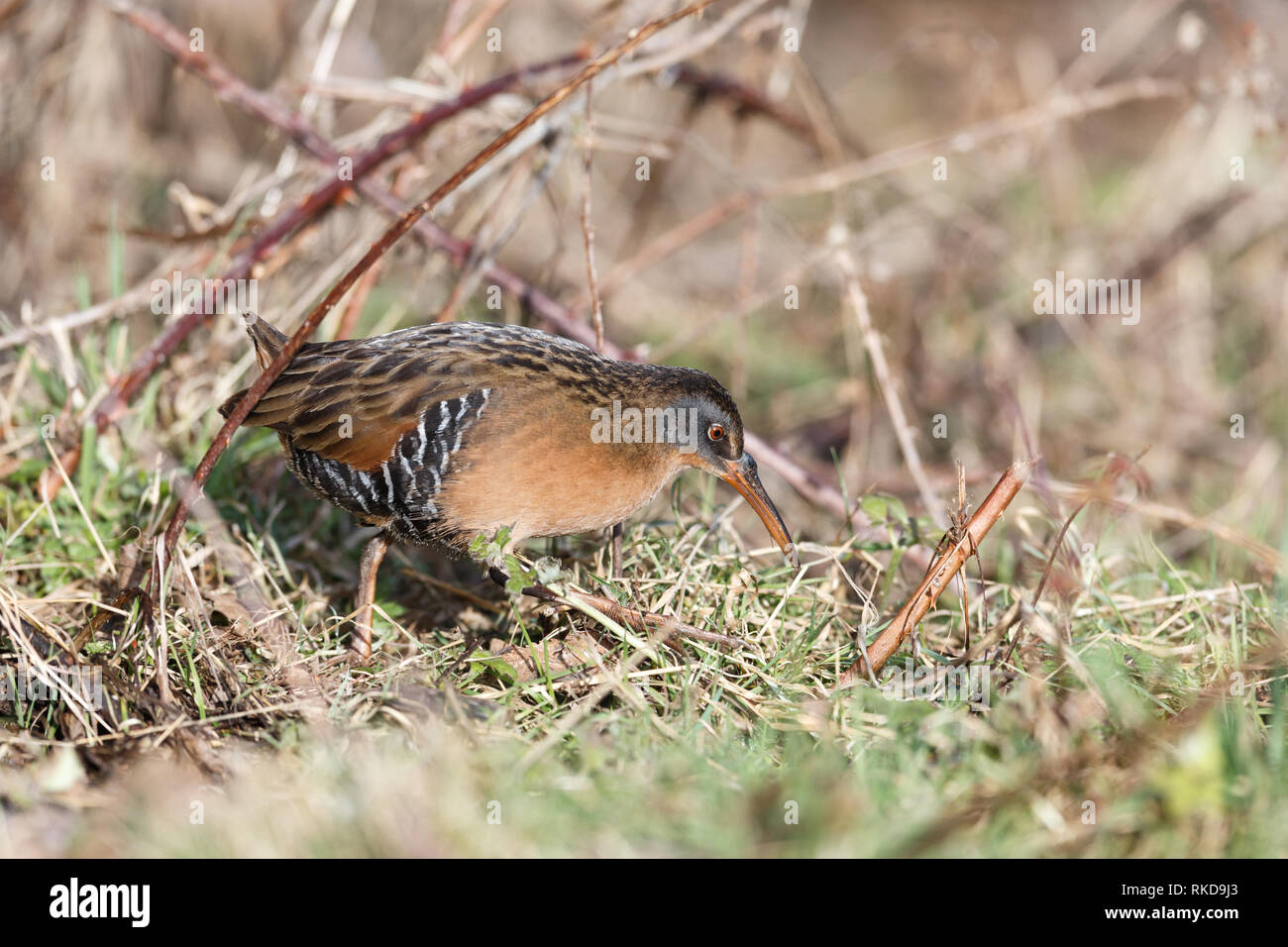 Wasservogelabkommens Virginia Rail im Terra Nova Park, Richmond, BC Kanada, Feb. 2019 Stockfoto